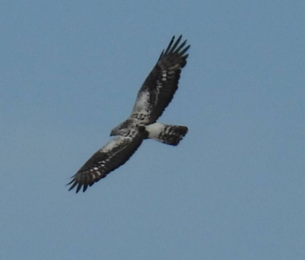 spettacolare Falco Pecchiaiolo parzialmente leucistico