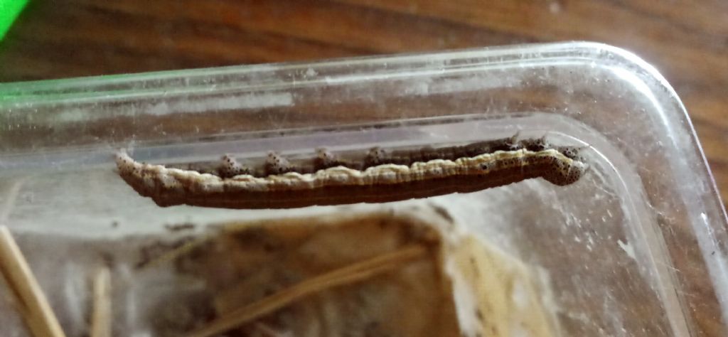 Identificazione dubbia: Aedia leucomelas - Erebidae