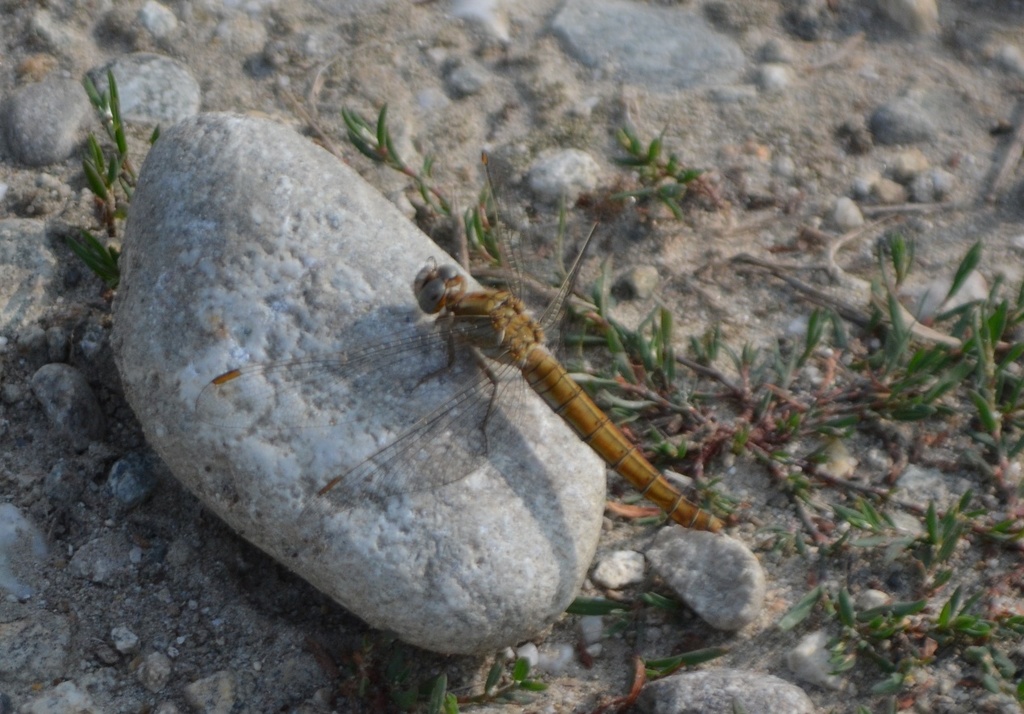 Un altro Orthetrum? O. brunneum