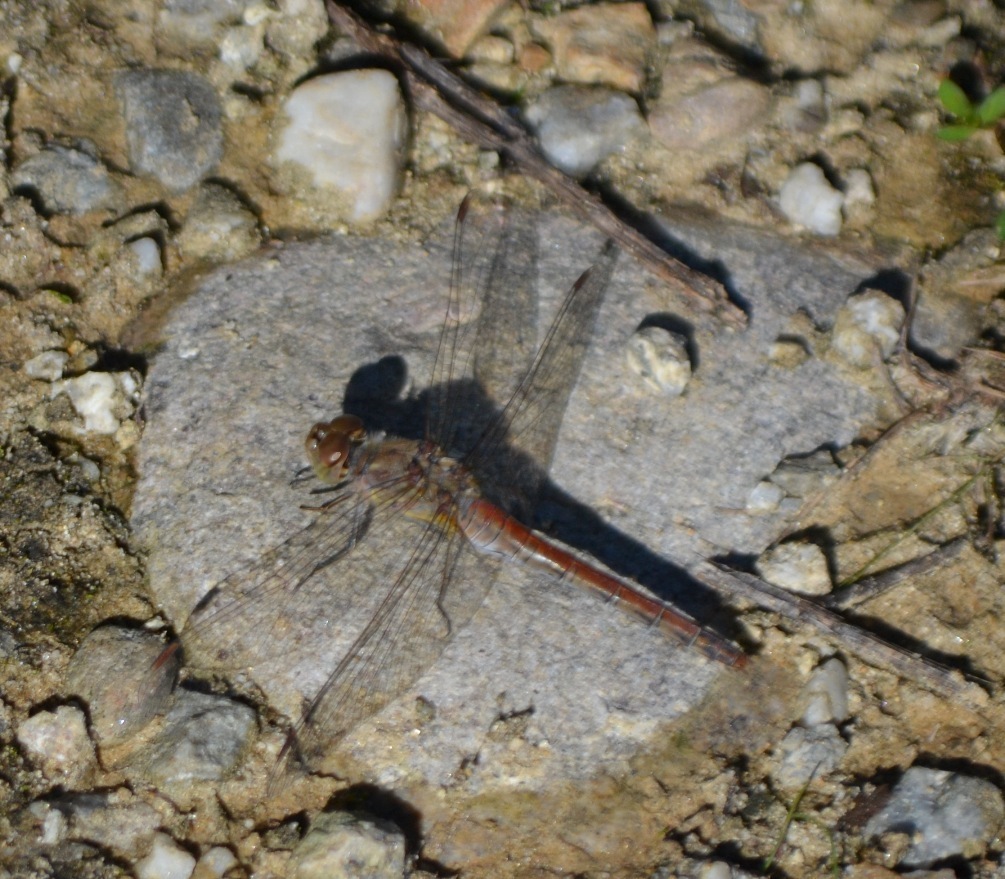 Sympetrum? s, S. meridionale