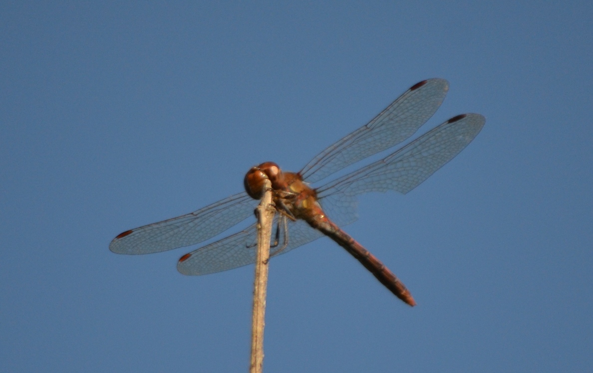 Un altro Sympetrum? s, S. striolatum