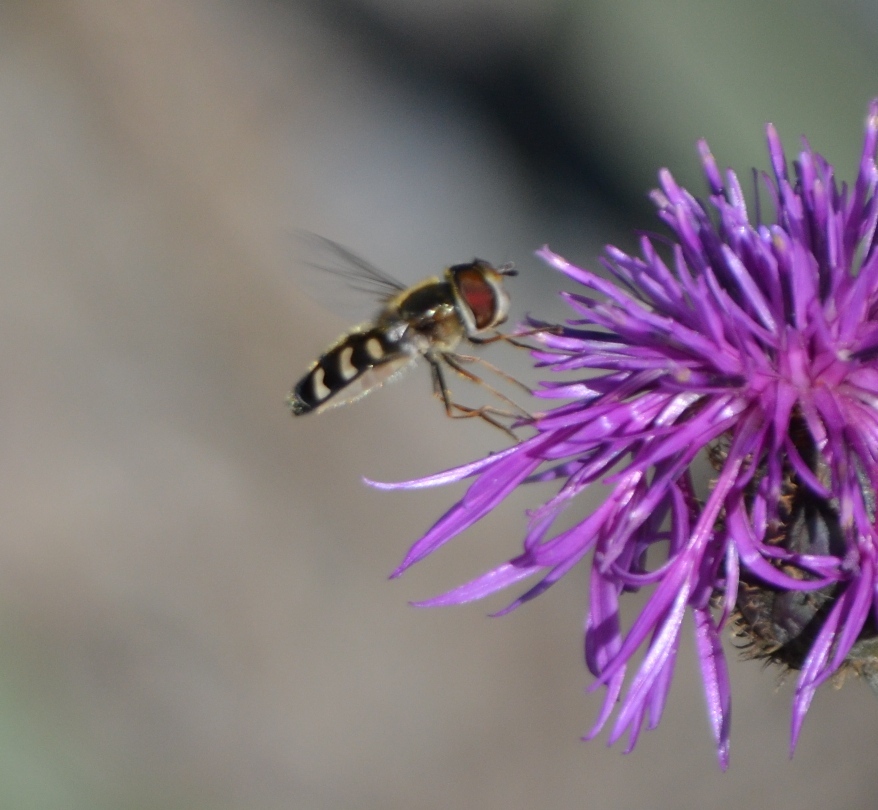 Scaeva? Si, S. pyrastri