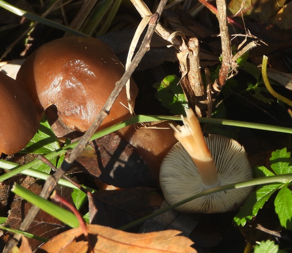 Fungo da identificare