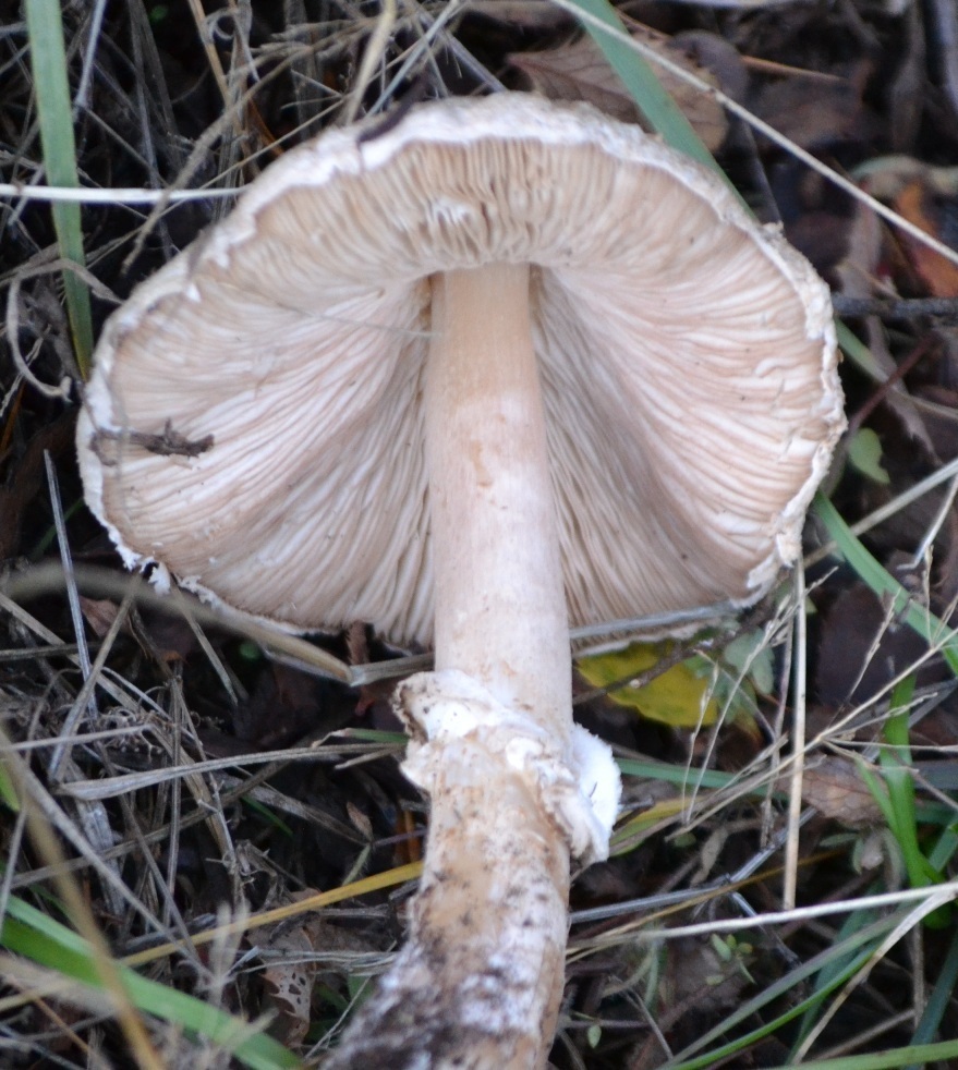 Un altro fungo da identificare