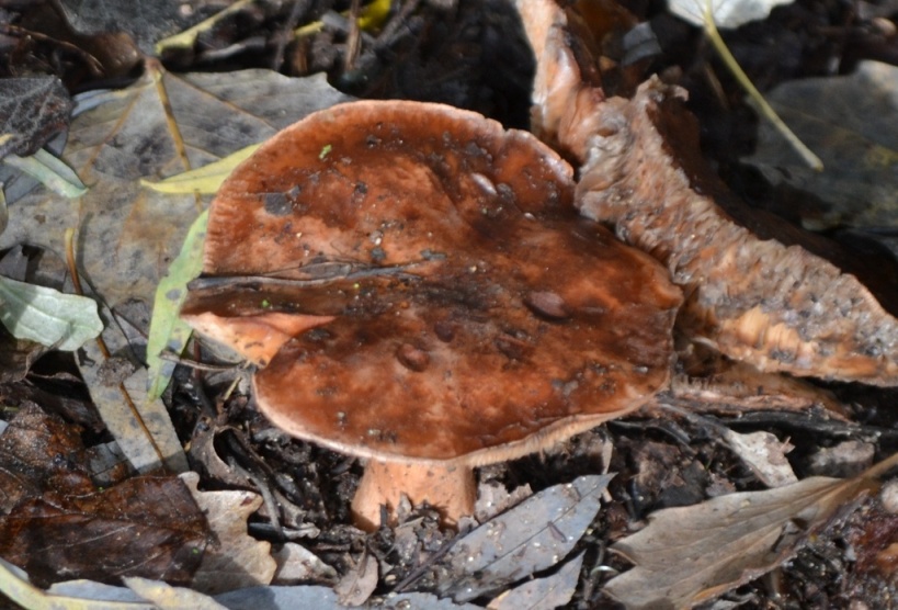 Tricholoma ?