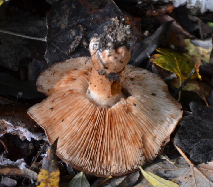 Tricholoma ?
