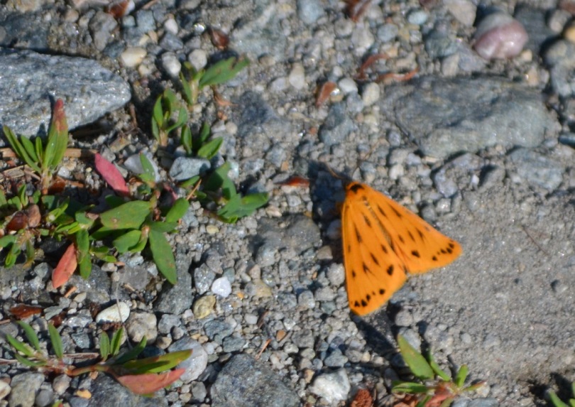 Setina cfr. aurita (Erebidae Arctiinae)