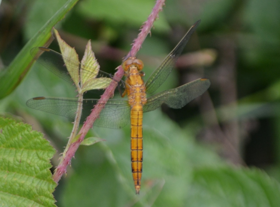 Orthetrum coerulescens