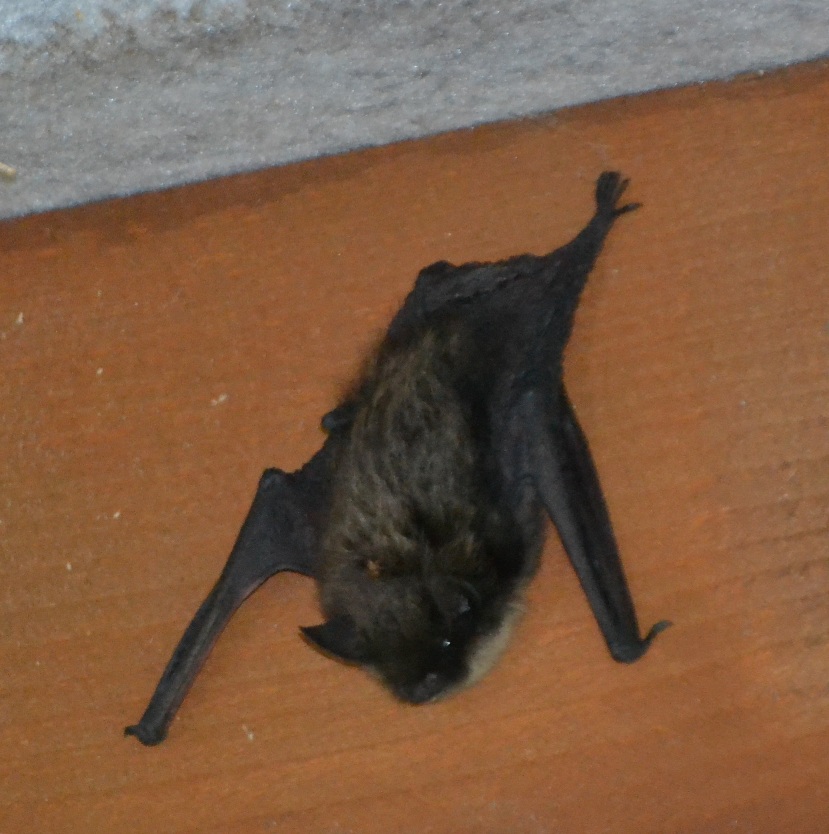 Pipistrello da identificare