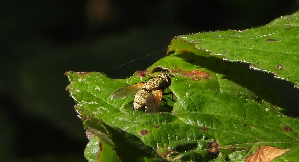 Tachinidae, ID?