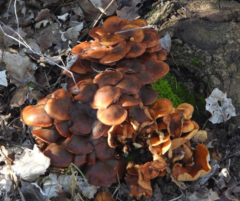 Armillaria o flammulina?