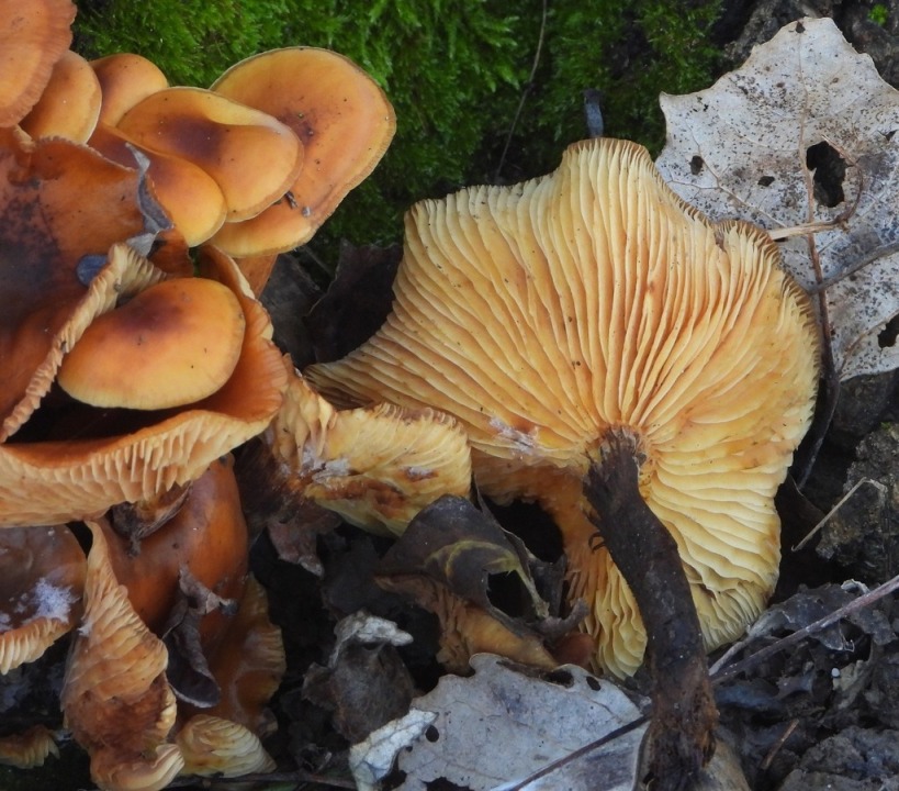 Armillaria o flammulina?