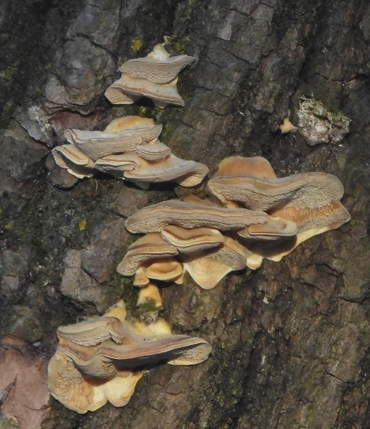 Trametes? Quale specie?