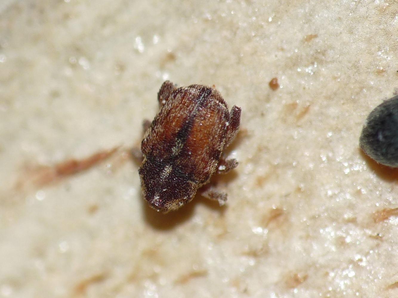 Hypurus bertrandi (Curculionidae) e Pseudapion rufirostre