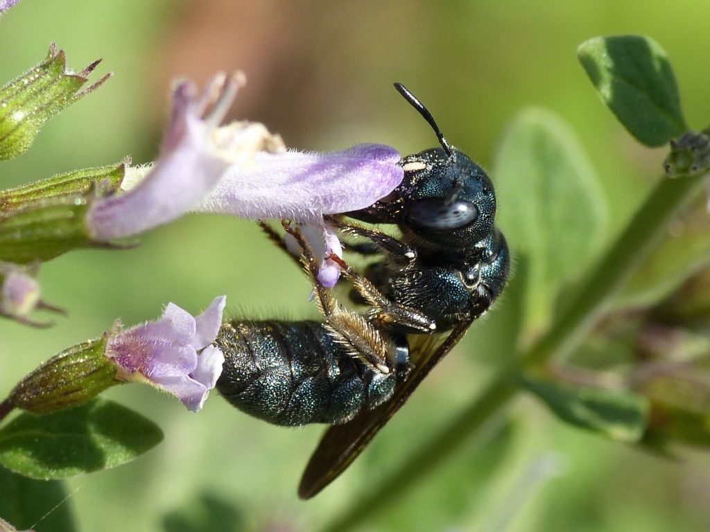 Ceratina cfr chalcites