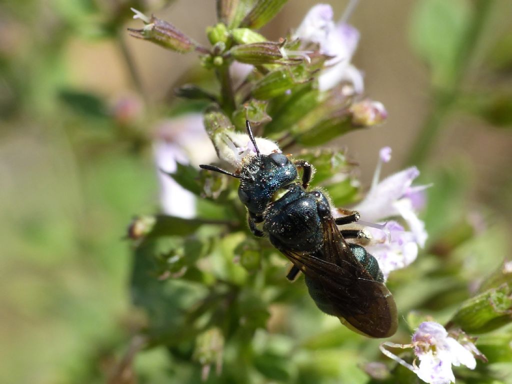Ceratina cfr chalcites