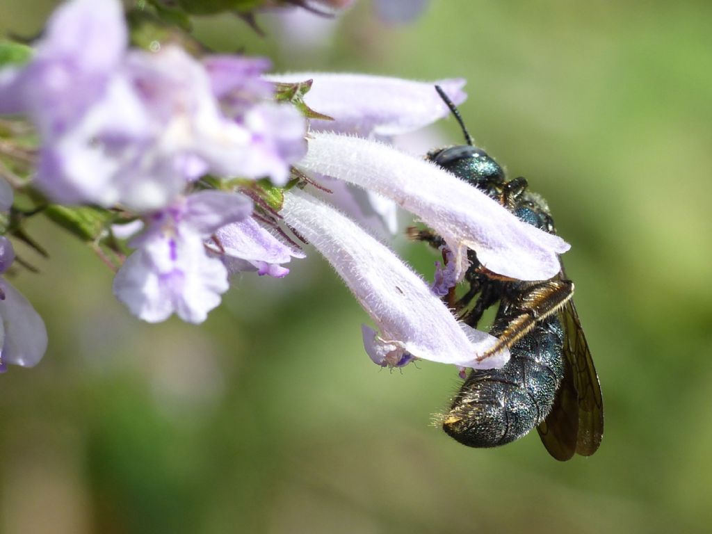 Ceratina cfr chalcites