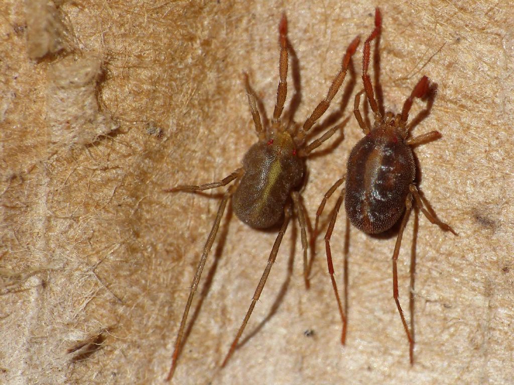 Prostigmata Erythraeidae:   Erythraeus sp.