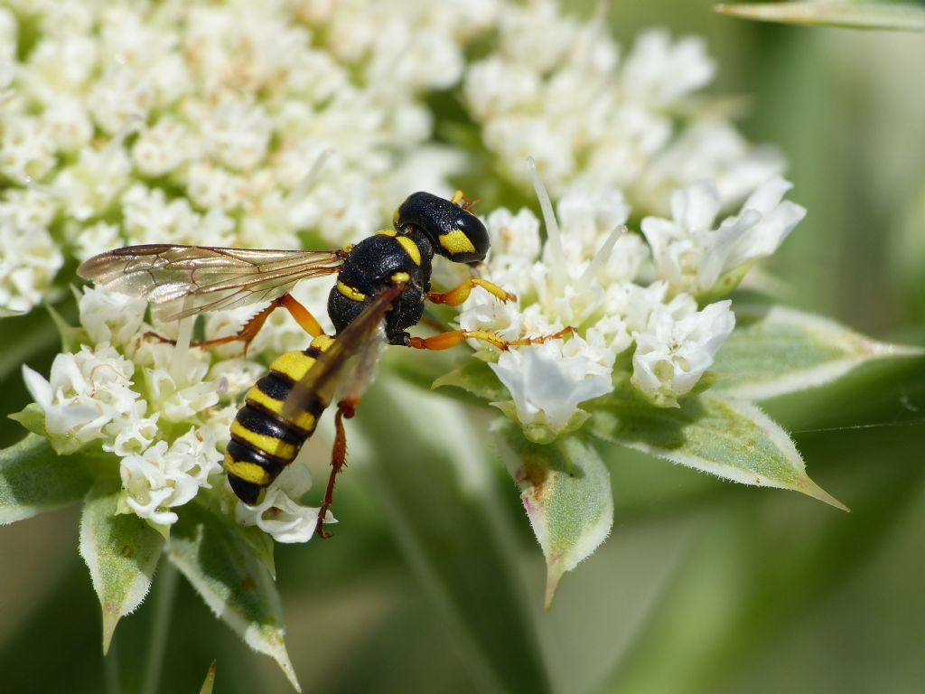 Crabronidae: Cerceris arenaria femmina?  S !