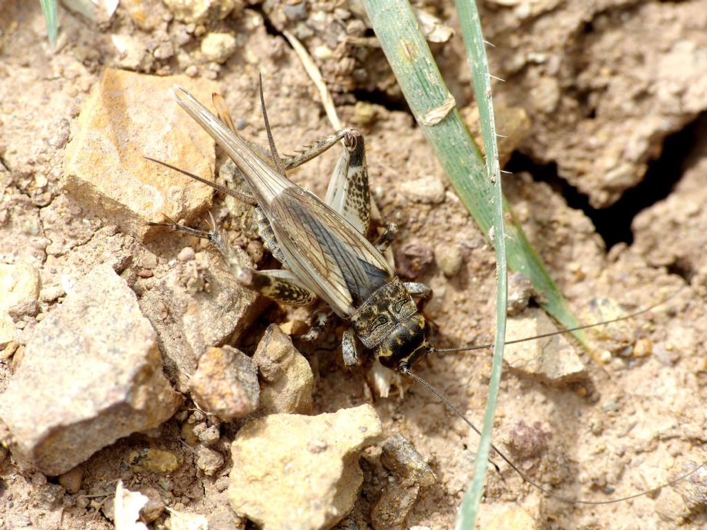 Da identificare:  cfr. Eumodicogryllus bordigalensis