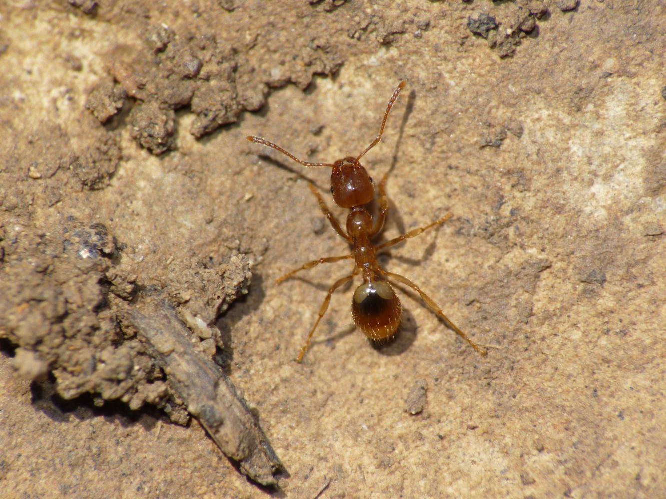 Formica per caso... due macchie gialle:  cfr. Temnothorax sp.