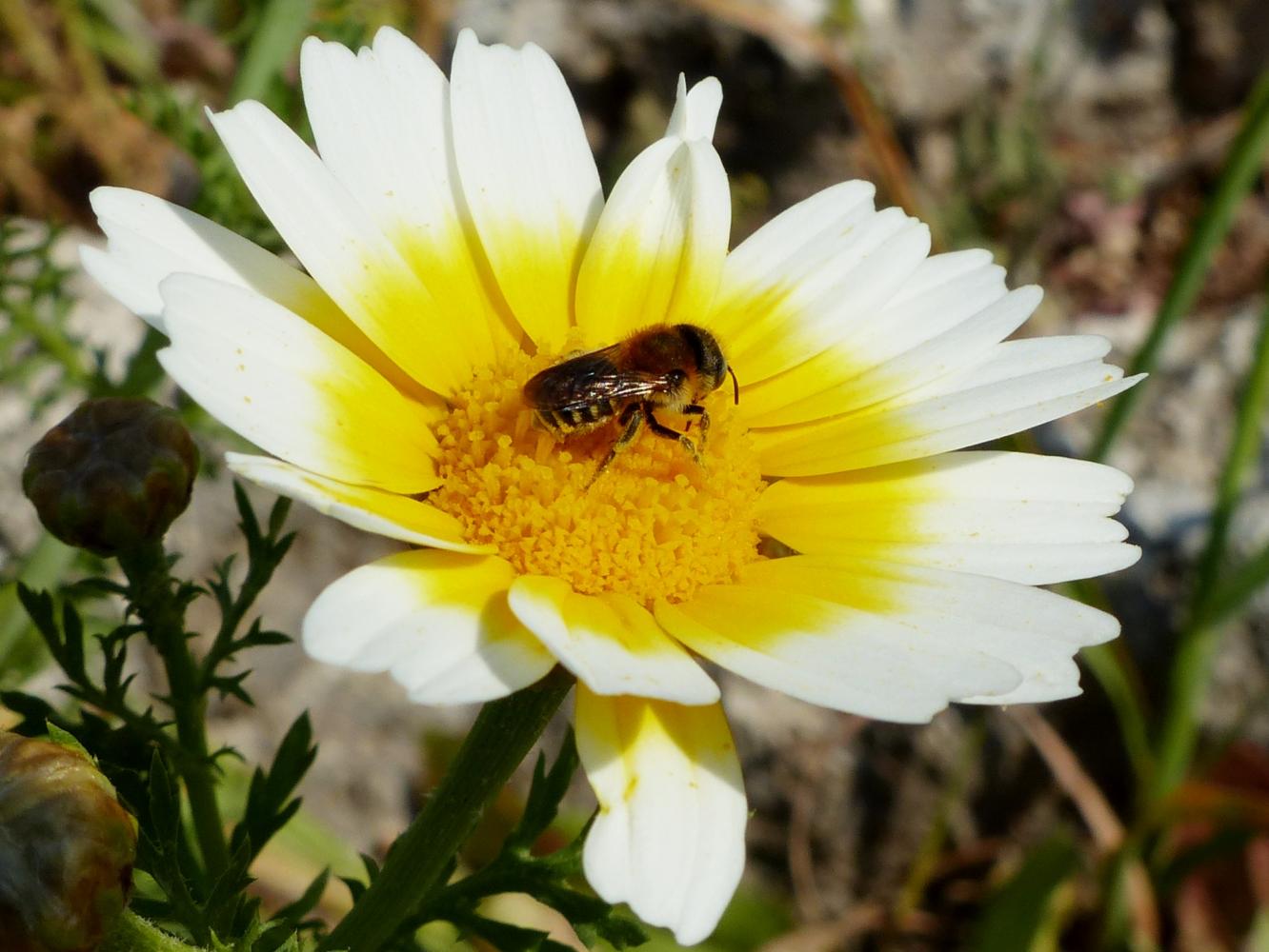 Osmia? Megachile?