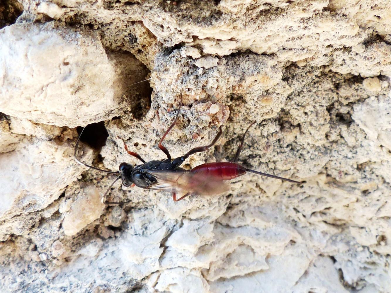 Ichneumonidae cretese