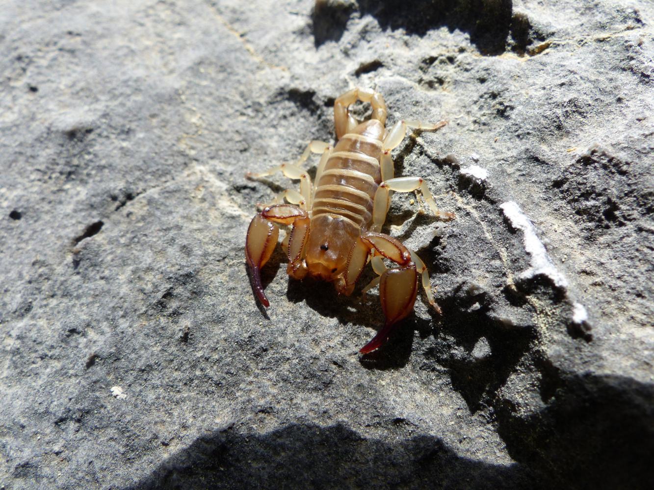 Euscorpius cf. candiota dall''isola di Creta, Grecia