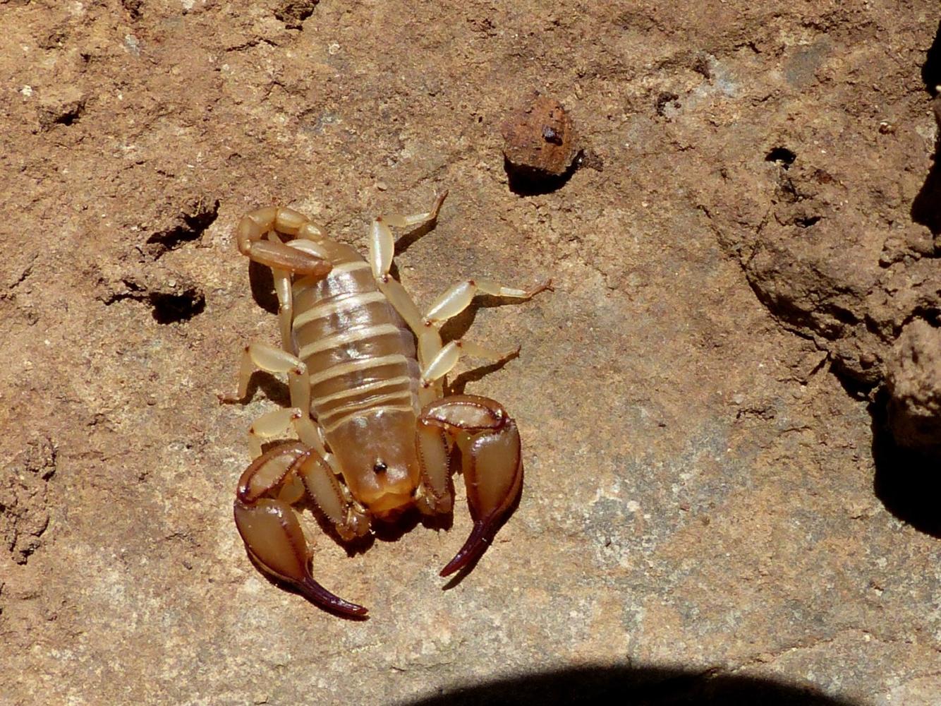 Euscorpius cf. candiota dall''isola di Creta, Grecia