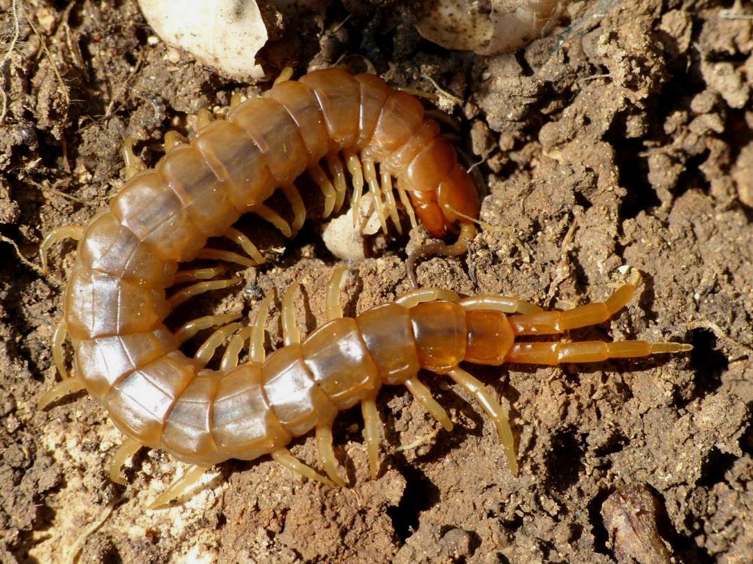 Scolopendra oraniensis? No. Scolopendra cretica