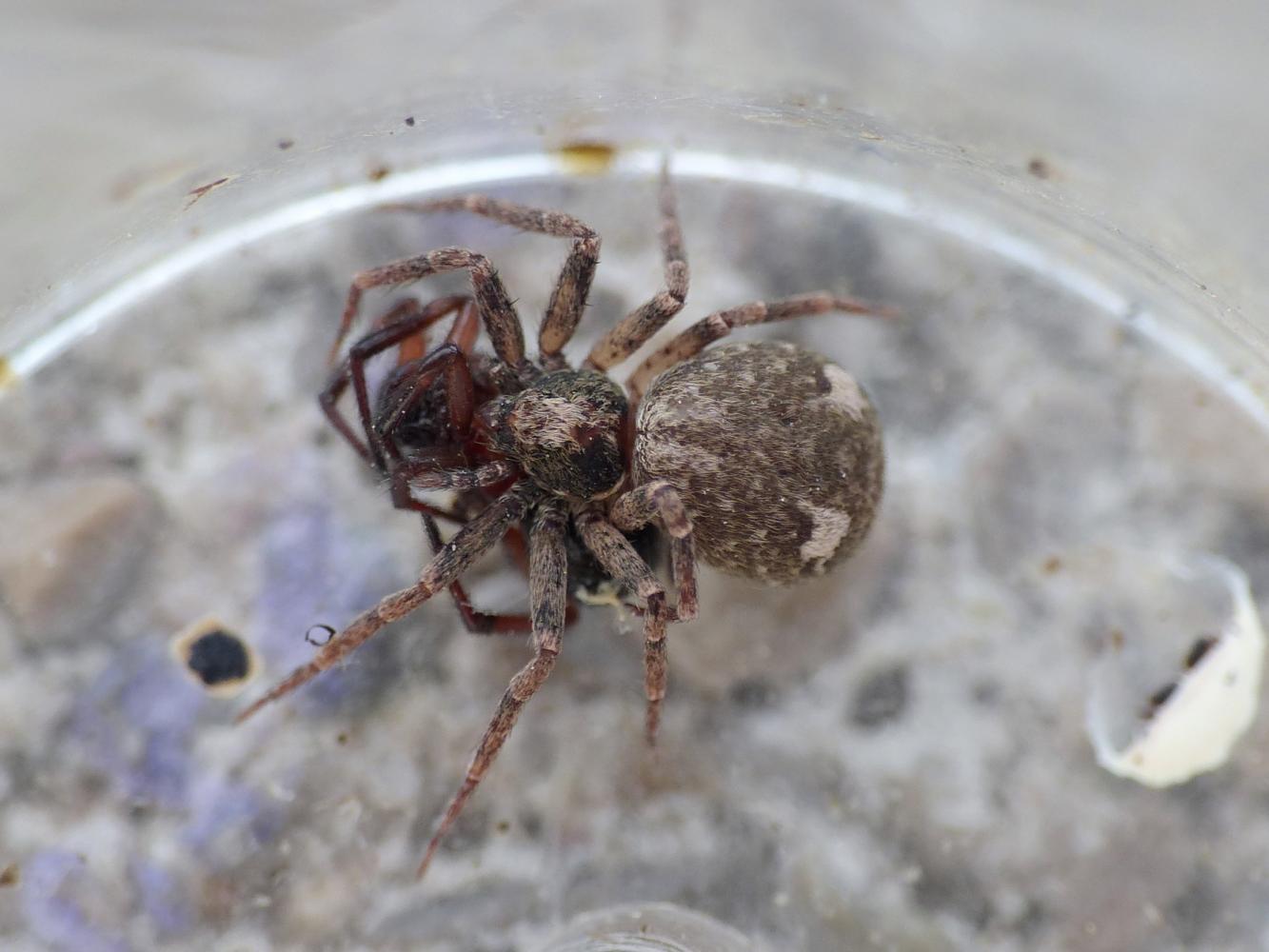 Pulchellodromus bistigma: predazione in diretta - Ostia (RM)