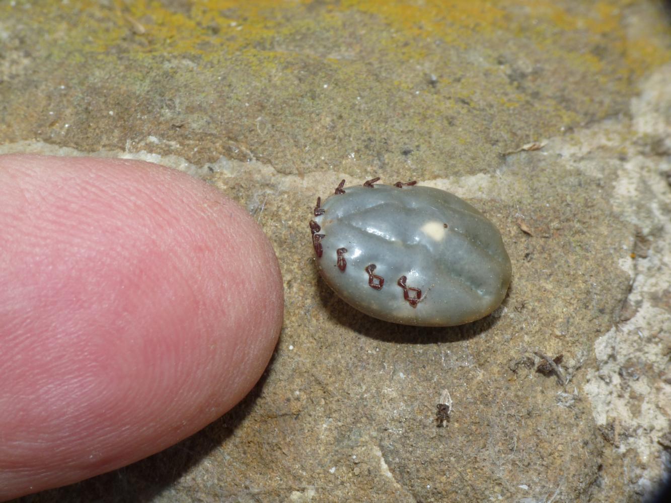 Ixodes ricinus, vero?   Molto probabile !!!