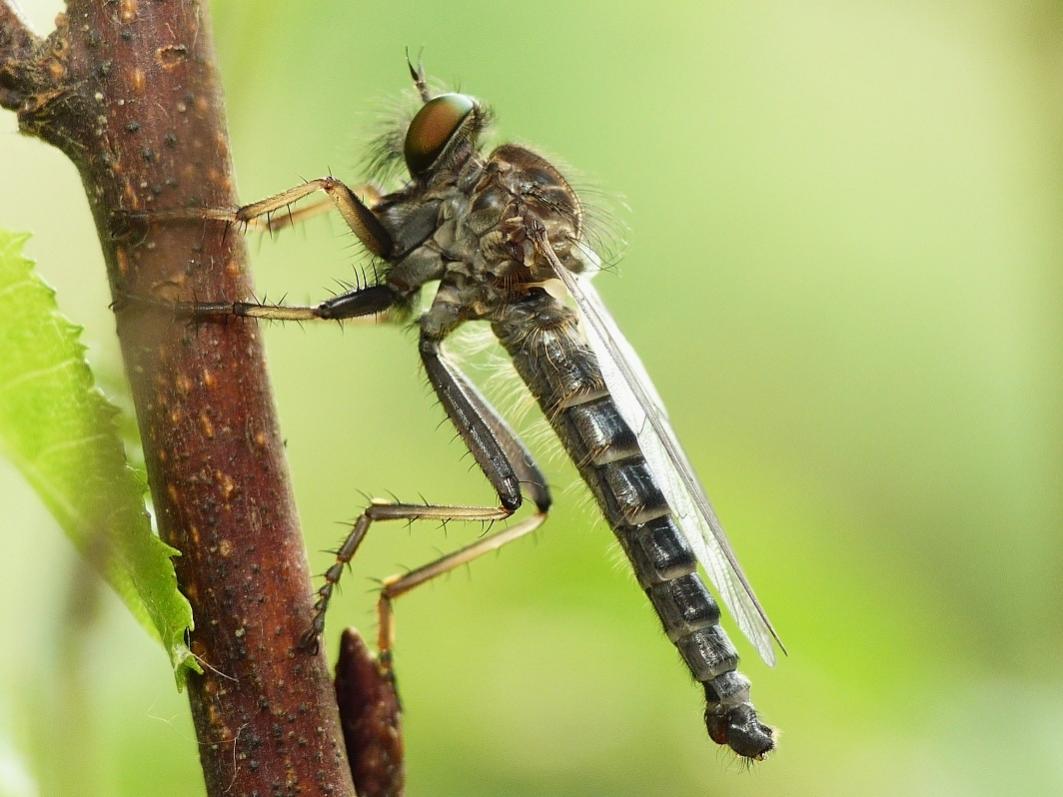 Asilidae dei Castelli Romani: Neoitamus sp. maschio