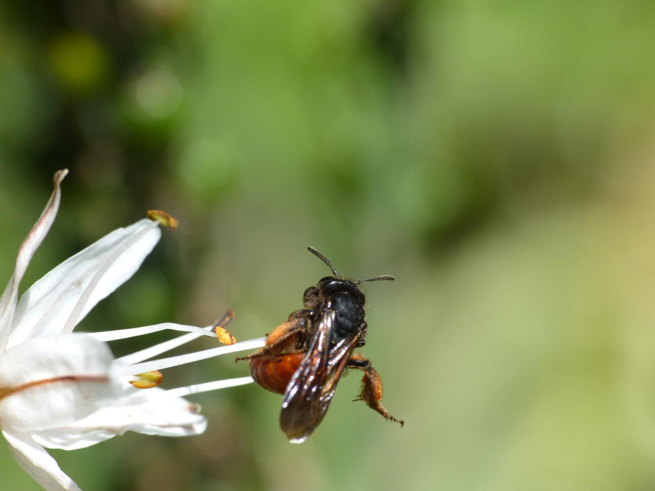 Piccola Andrena da determinare: Andrena (Lepidandrena) sardoa (Apidae Andreninae)