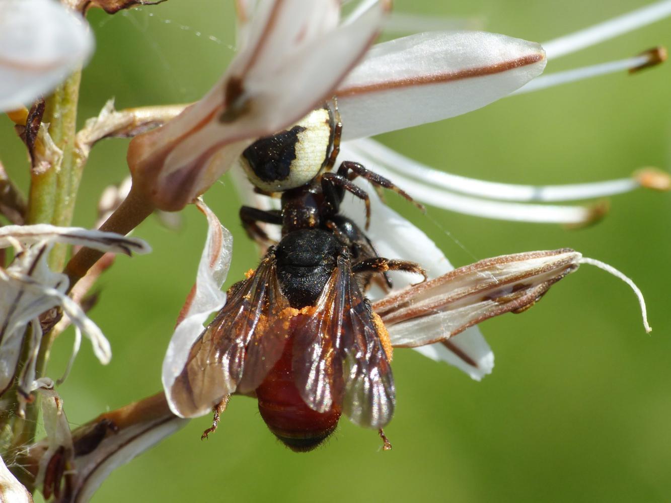 Piccola Andrena da determinare: Andrena (Lepidandrena) sardoa (Apidae Andreninae)