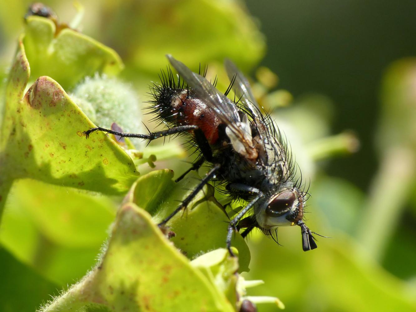 Tachinidae: Linnaemya sp.