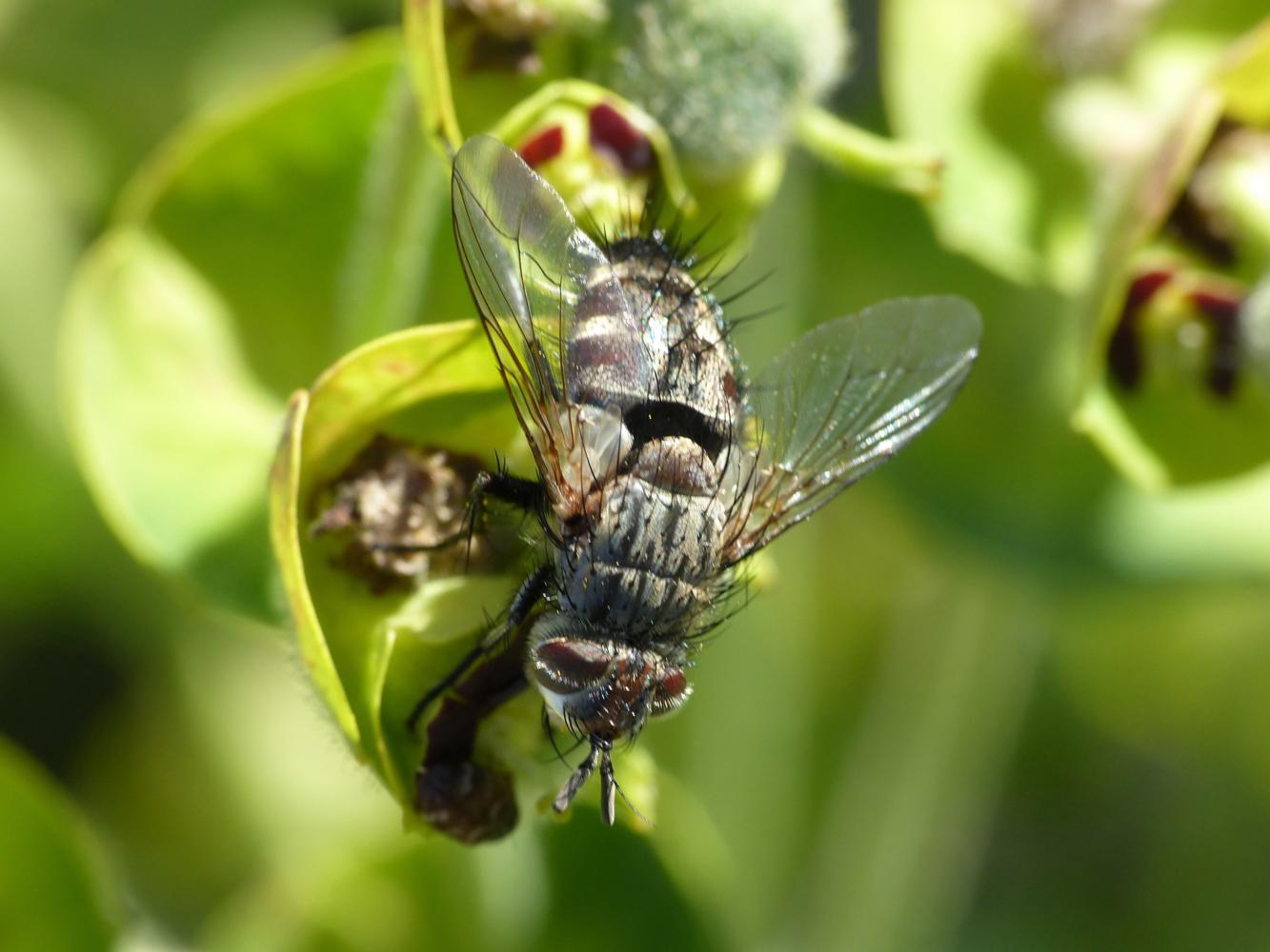 Tachinidae: Linnaemya sp.