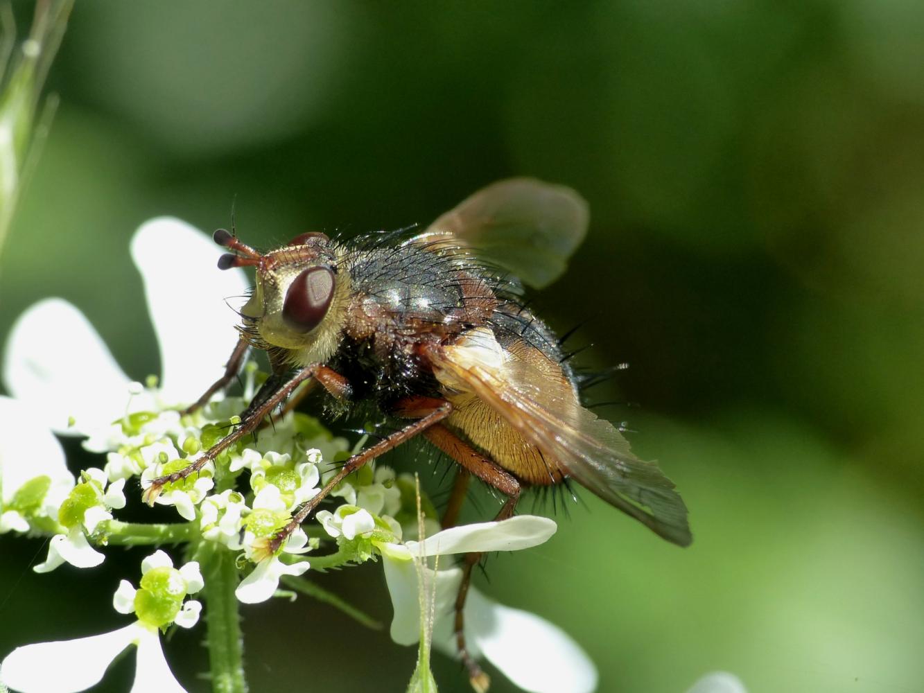 Tachinidae:Tachina cfr. fera, maschio