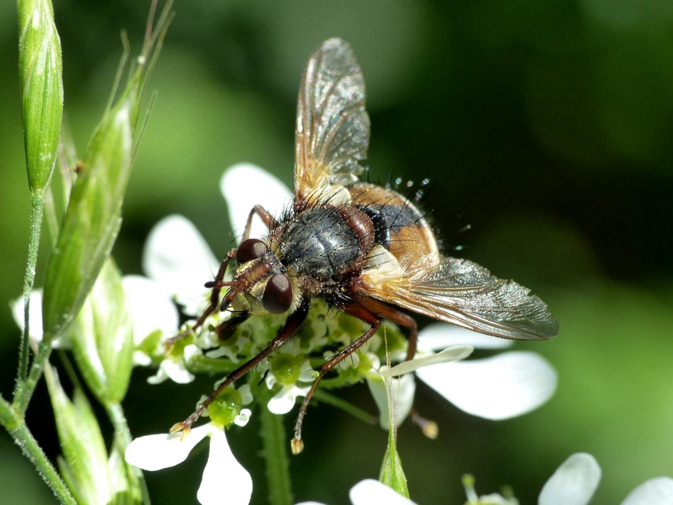 Tachinidae:Tachina cfr. fera, maschio