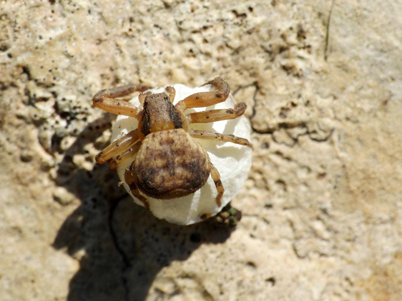 Ozyptila sp. con ovisacco