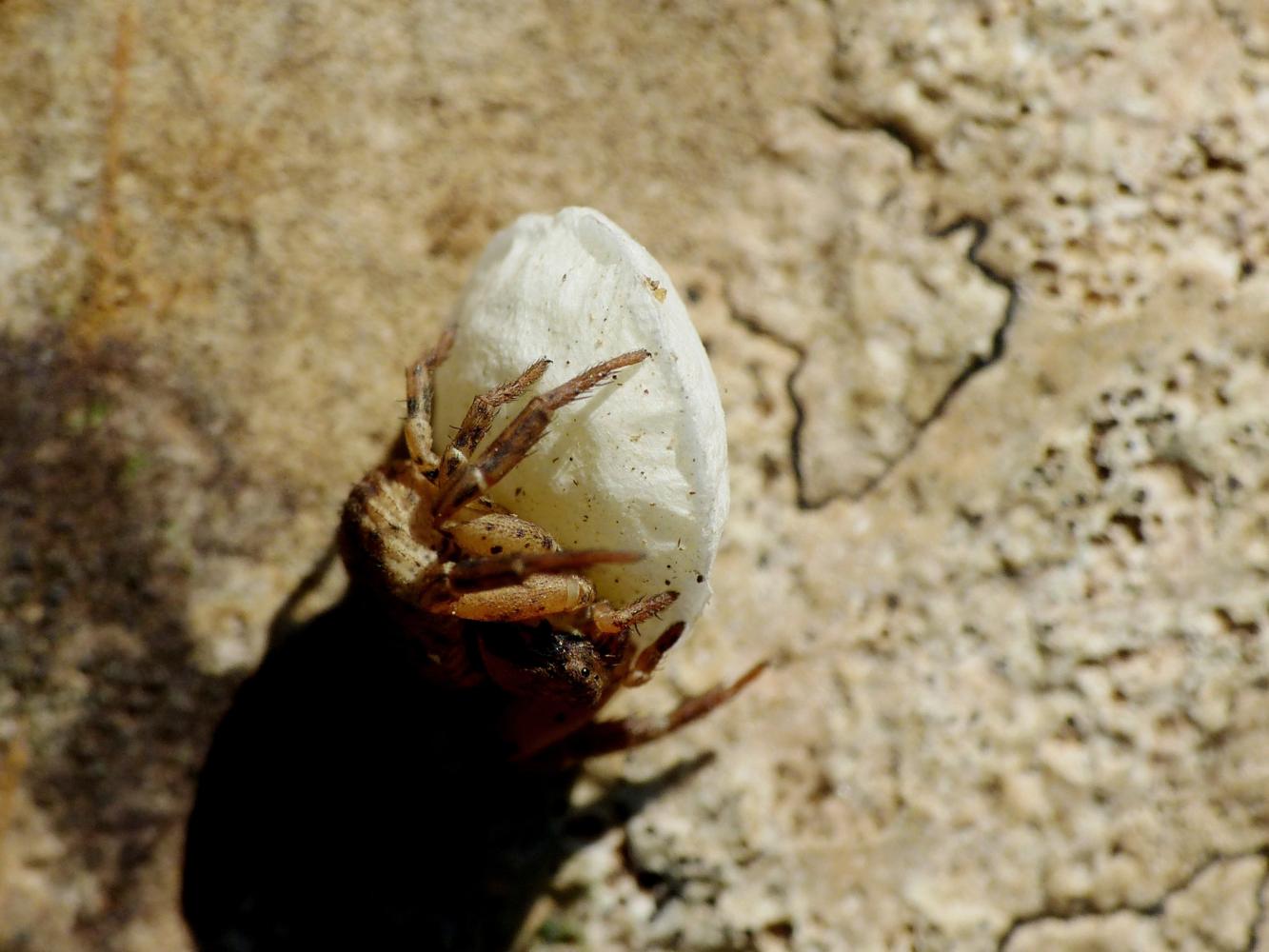 Ozyptila sp. con ovisacco