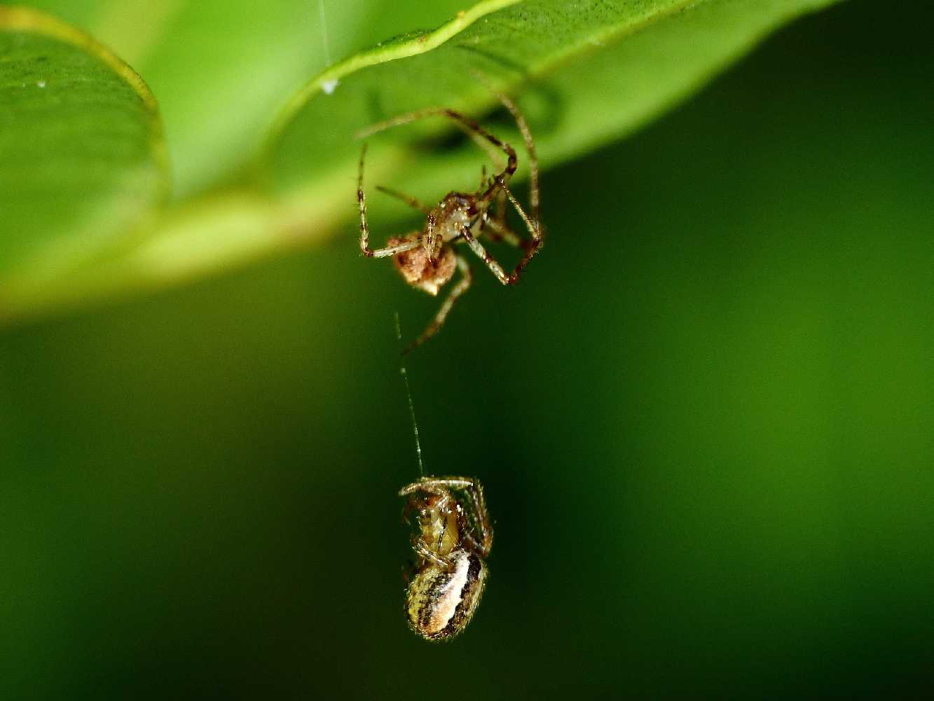 Ero sp. preda giovane Zygiella - S. Teresa Gallura (OT)