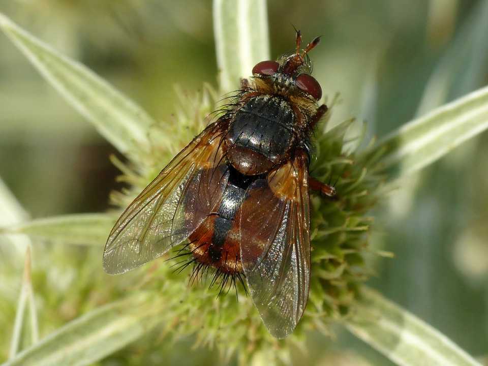 Tachina fera? No, Tachina casta