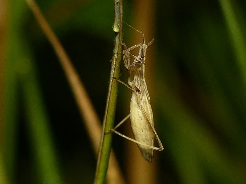 Nabis sp.?  No,ninfa di Reduviidae: Sastrapada baerensprungi