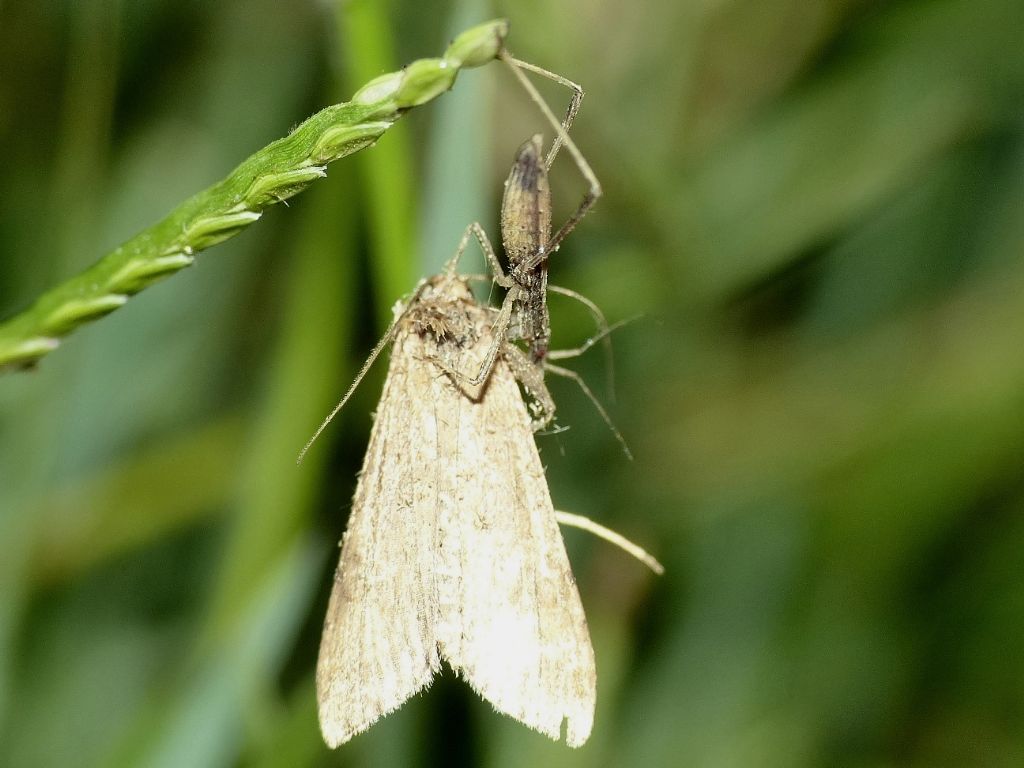 Nabis sp.?  No,ninfa di Reduviidae: Sastrapada baerensprungi