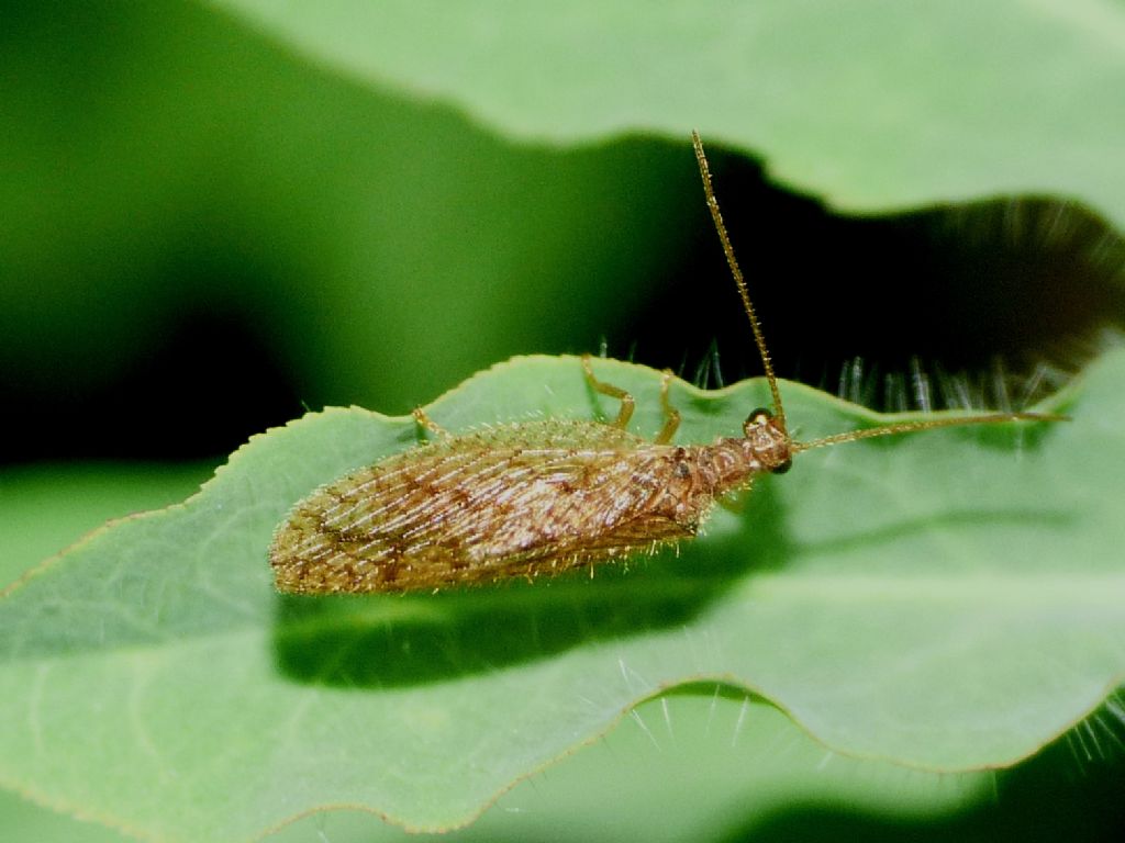 Hemerobiidae:  Micromus angulatus