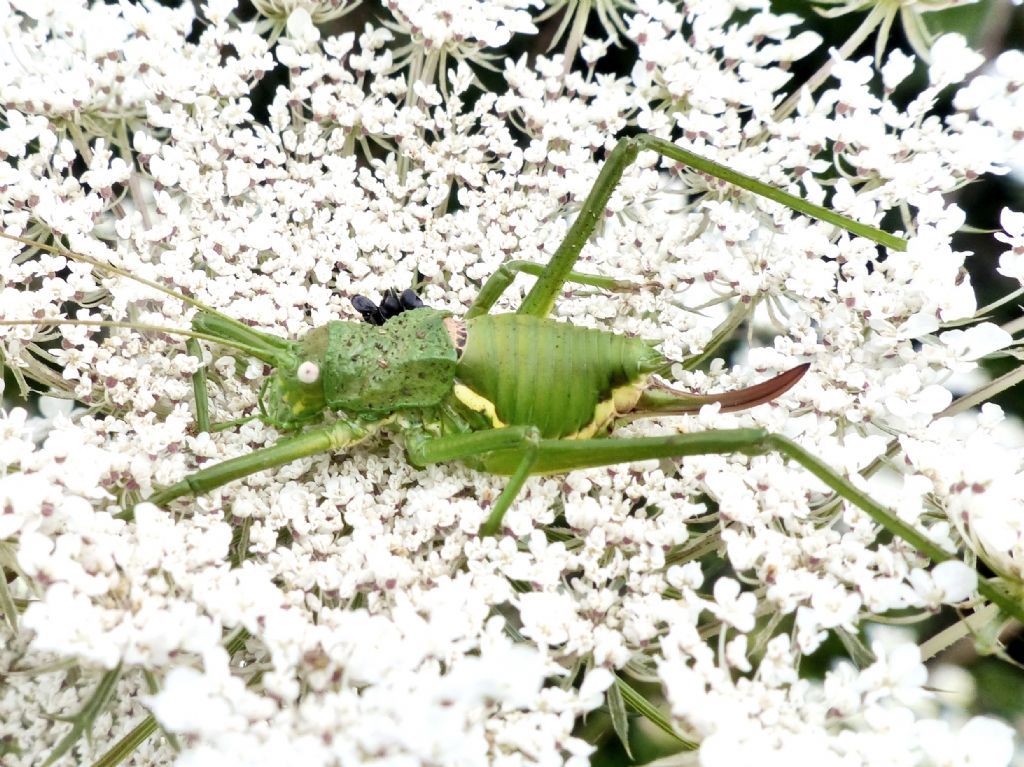 Uromenus siculus (Bradiporidae)