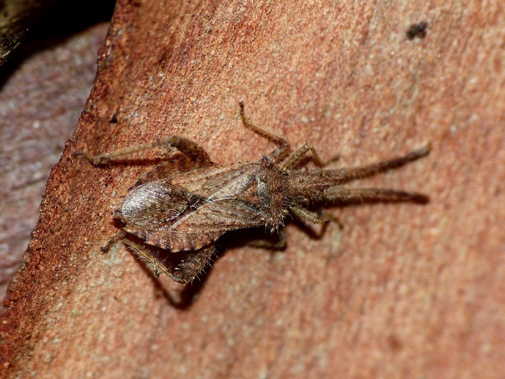 Coreidae: Coriomeris hirticornis