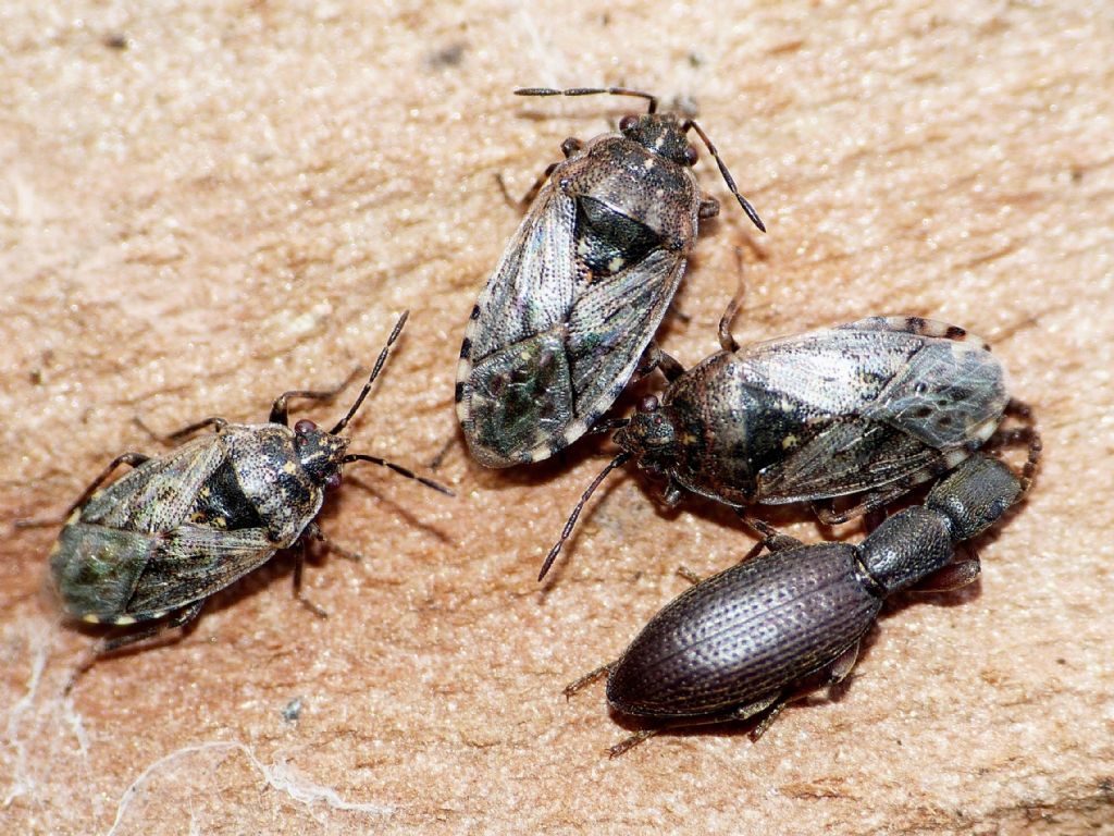 Lygaeidae: Platyplax sp.