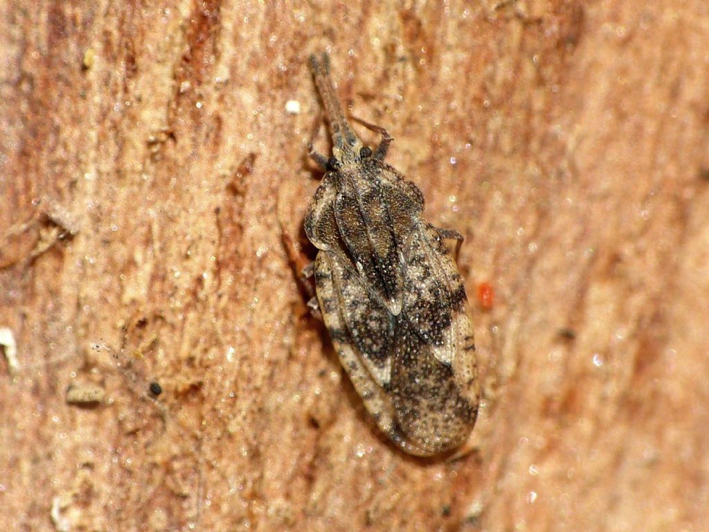 Tingis pilosa?  S !